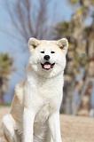 AKITA INU 129